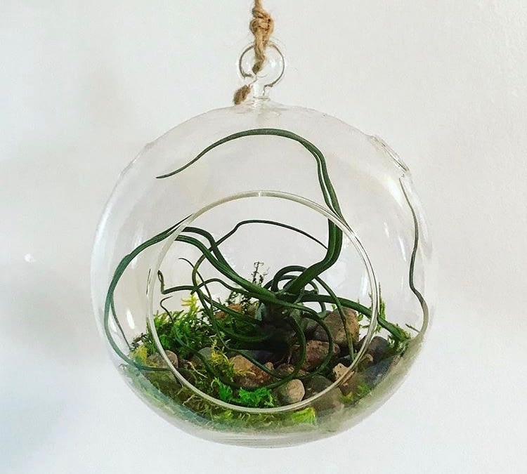 How to Make an Air Plant Arrangement in a Glass Globe
