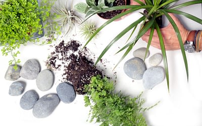 Interior Plant Design:  Placement with Sunlight