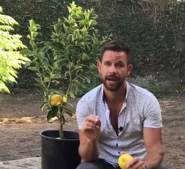 One on One with Dwarf Lemon Tree! – greenTtime episode 25